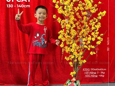 Cây Mai Vàng thân gỗ Cao 130 - 140cm CAYCANH-TET-02